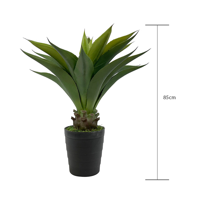 crown plant height