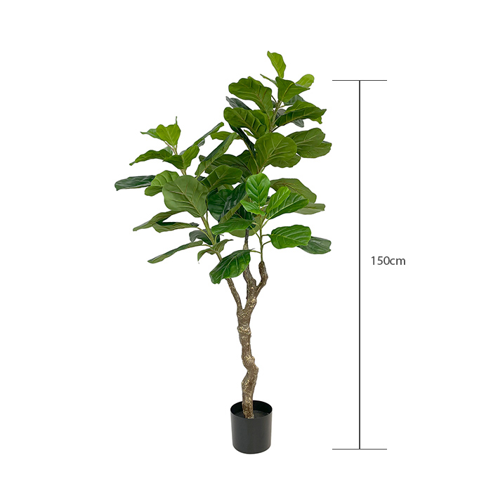 ficus fiddle height