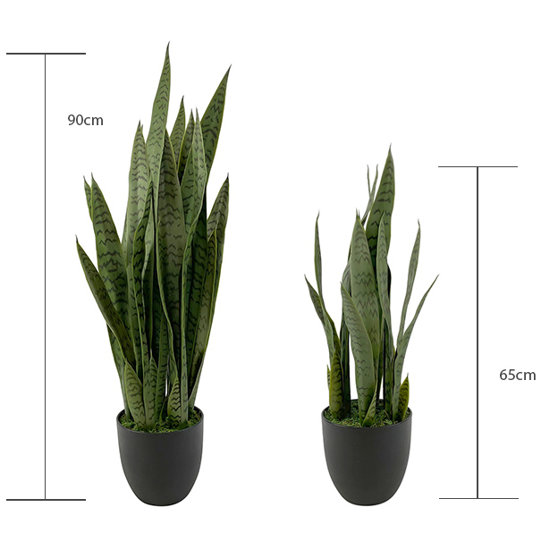 2 sizes available for the green snake plant