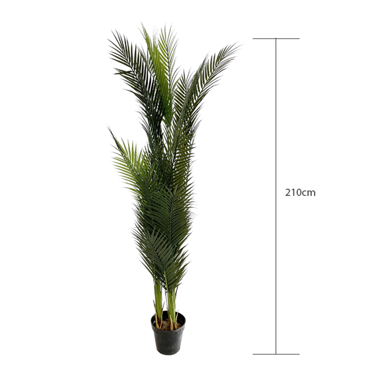 paradise palm plant closed up as would come packaged showing the height of the product