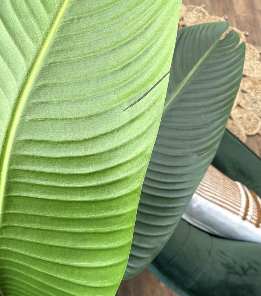 close up of the travellers palm leaves perfect for adding a tropical feel to any hospitality installation